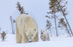Polar-Bear-Ursus-Maritimus-mother-and-running-cub-BWM17352