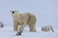 Polar-Bear-Ursus-maritimus-mother-and-cubs-BWM17141
