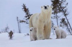 Polar-Bear-Ursus-maritimus-mother-and-cubs-BWM17373