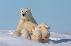 Polar-Bears-health-eating-is-important-_WM52300