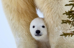 Polar-cubs-between-legsBWM17525