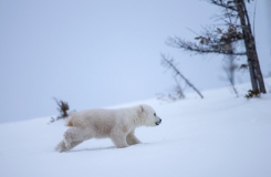 polar-bear-Ursus-maritimus-BWM17324