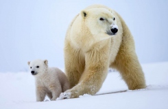 polar-bear-cubBWM17313