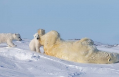 polar-bear-kick-BWM13062