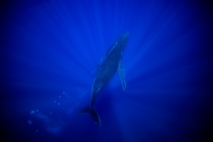 Humpback-out-of-the-blue_MG_2705