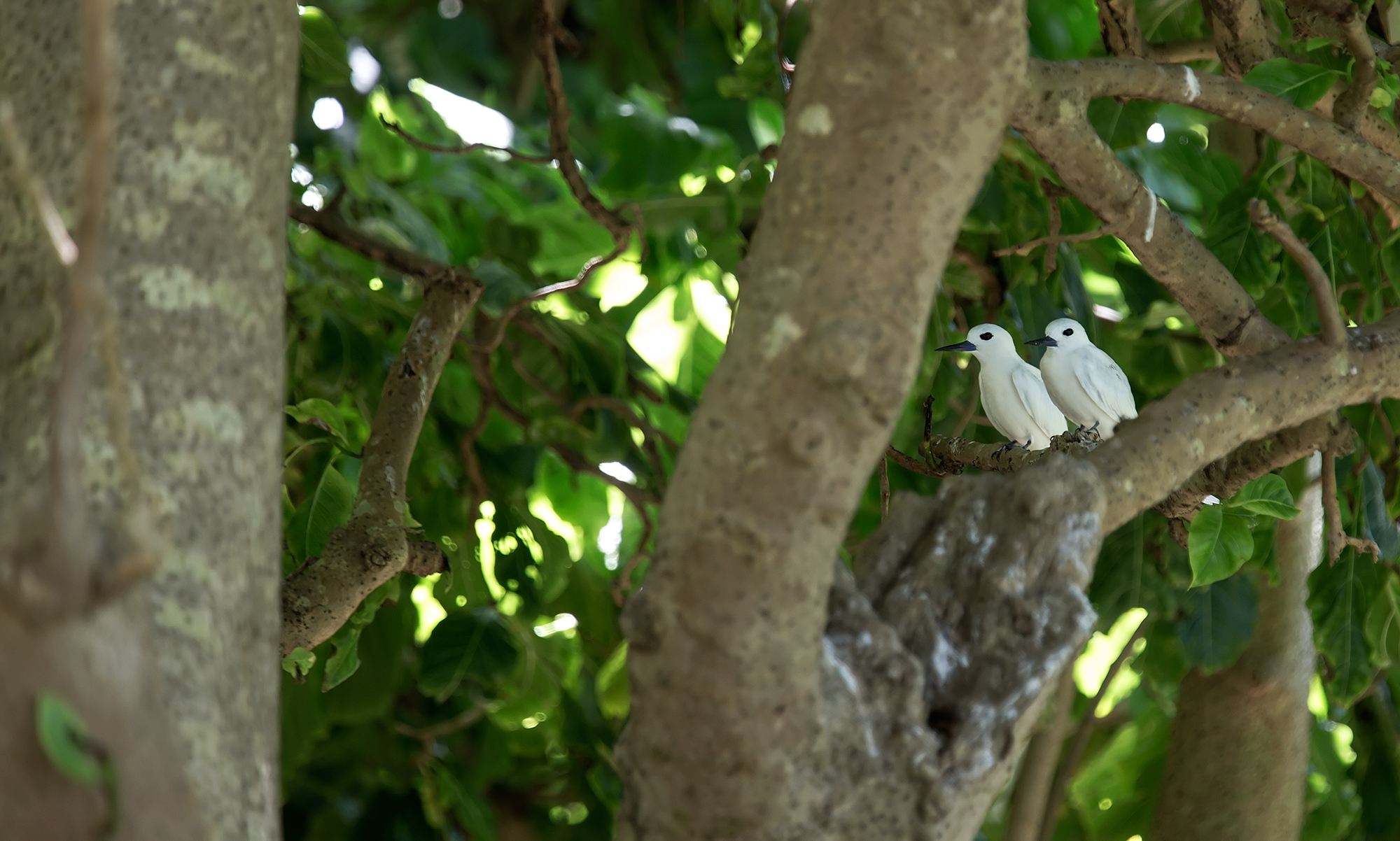 White-Terns-in-tree_WM24074