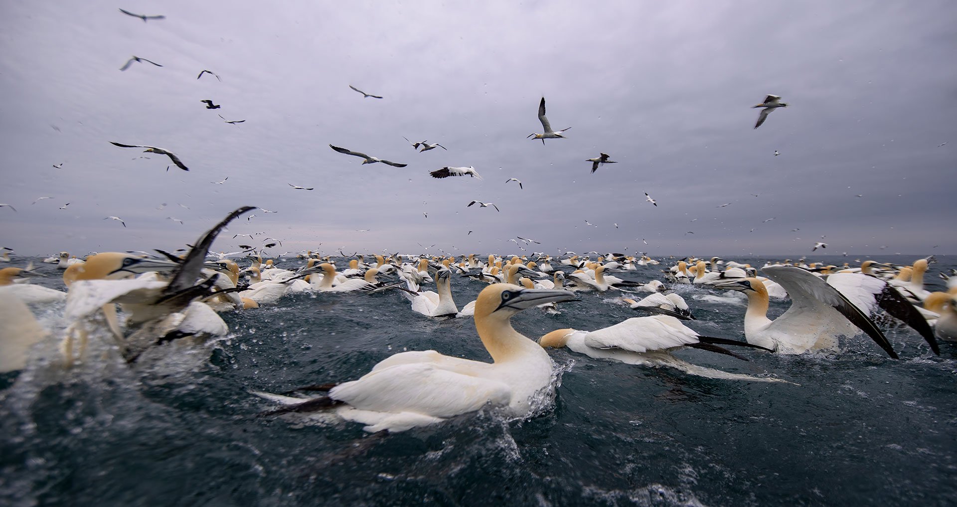 Northern Gannet split shot